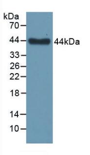 EGFR Antibody - Western Blot; Sample: Recombinant EGFR, Human.