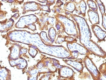 EGFR Antibody - Formalin-fixed, paraffin-embedded human placenta stained with EGFR antibody (31G7 + GFR1195).  This image was taken for the unmodified form of this product. Other forms have not been tested.