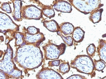 EGFR Antibody - Formalin-fixed, paraffin-embedded human placenta stained with EGFR antibody (31G7).  This image was taken for the unmodified form of this product. Other forms have not been tested.