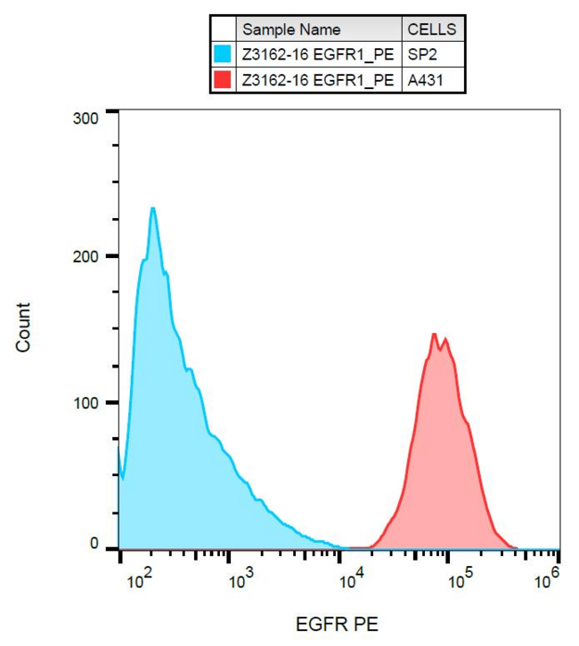 EGFR Antibody - Surface staining of EGFR on A431 cells with anti-EGFR (EGFR1) PE. 