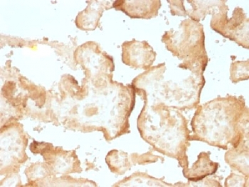 EGFR Antibody - IHC testing of FFPE human placenta with EGF Receptor antibody (clone GFR/1708). Required HIER: boiling tissue sections in 10mM citrate buffer, pH 6, for 10-20 min.