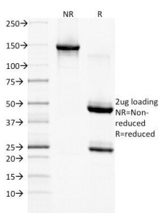 EGFR Antibody - SDS-PAGE Analysis of Purified, BSA-Free EGF Receptor Antibody (clone GFR/1708). Confirmation of Integrity and Purity of the Antibody.