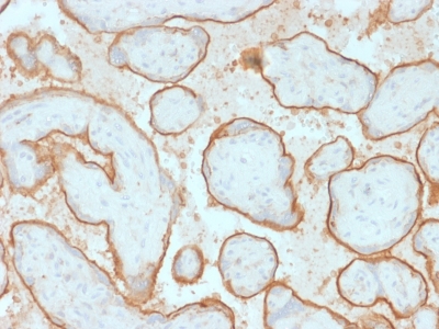 EGFR Antibody - Formalin-fixed, paraffin-embedded human Placenta stained with EGFRvIII Rabbit Recombinant Monoclonal Antibody (GFR/2600R).