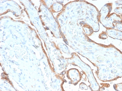 EGFR Antibody - Formalin-fixed, paraffin-embedded human Placenta  stained with EGFR Rabbit Recombinant Monoclonal Antibody (GFR/2968R).