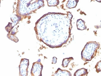 EGFR Antibody - Formalin-fixed, paraffin-embedded human placenta stained with EGFR antibody (GFR1195).  This image was taken for the unmodified form of this product. Other forms have not been tested.