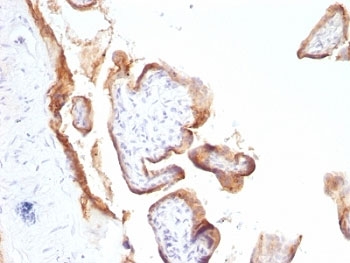 EGFR Antibody - Formalin-fixed, paraffin-embedded human placenta stained with anti-EGFR antibody (SPM622).  This image was taken for the unmodified form of this product. Other forms have not been tested.