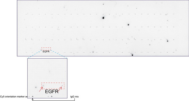 EGFR Antibody - OriGene overexpression protein microarray chip was immunostained with UltraMAB anti-EGFR mouse monoclonal antibody. The positive reactive proteins are highlighted with two red arrows in the enlarged subarray. All the positive controls spotted in this subarray are also labeled for clarification.