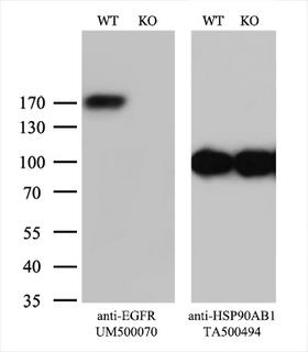 EGFR Antibody - Equivalent amounts of cell lysates  and EGFR-Knockout HeLa cells  were separated by SDS-PAGE and immunoblotted with anti-EGFR monoclonal antibody. Then the blotted membrane was stripped and reprobed with anti-HSP90 antibody as a loading control.
