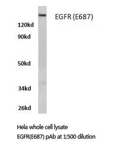 EGFR Antibody - Western blot of EGFR (E687) pAb in extracts from HeLa cells.