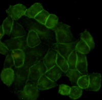 EGFR Antibody - Immunocytochemistry staining of HeLa cells using EGFR mouse monoclonal antibody (dilution 1:200).