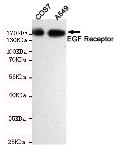 EGFR Antibody - Western blot detection of EGFR in A549 and COS7 cell lysates using EGFR mouse monoclonal antibody(dilution 1:2000). Predicted band size: 134 Kda. Observed band size:175KDa.