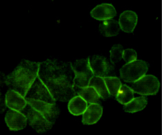 EGFR Antibody - Immunocytochemistry staining of HeLa cells using EGFR mouse monoclonal antibody (dilution 1:200).