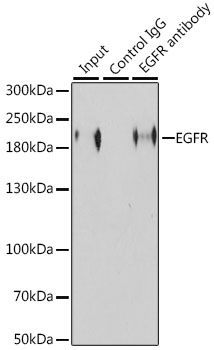 EGFR Antibody - Immunoprecipitation analysis of 200ug extracts of HeLa cells, using 3 ug EGFR antibody. Western blot was performed from the immunoprecipitate using EGFR antibody at a dilition of 1:1000.