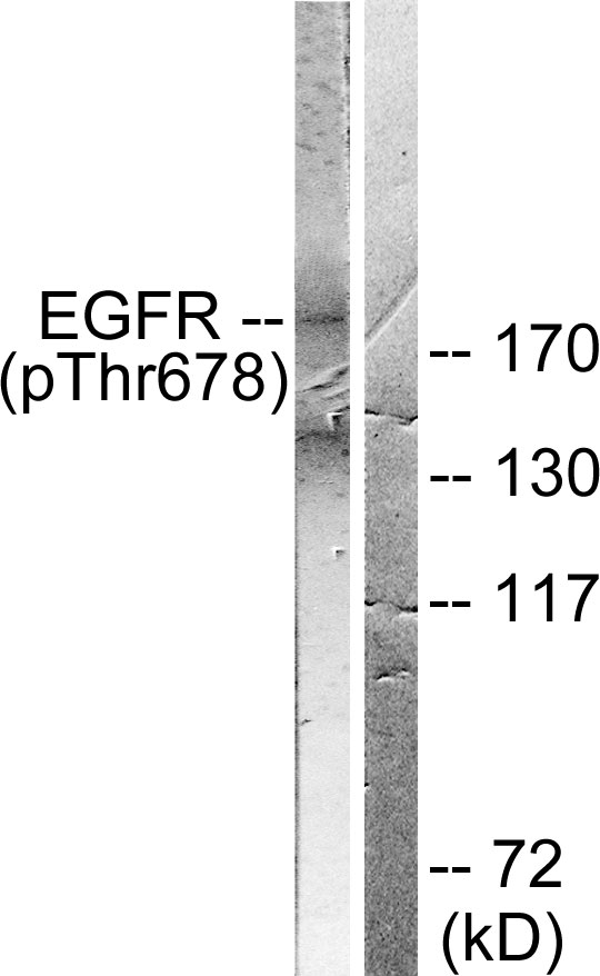 EGFR Antibody - Western blot analysis of lysates from COS7 cells treated with EGF 200ng/ml 30', using EGFR (Phospho-Thr678) Antibody. The lane on the right is blocked with the phospho peptide.