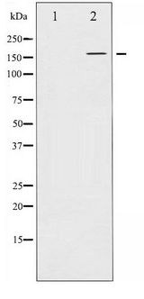 EGFR Antibody - Western blot of EGFR phosphorylation expression in EGF treated COS7 whole cell lysates,The lane on the left is treated with the antigen-specific peptide.