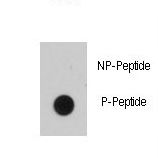 EGFR Antibody - Dot blot of anti-EGFR B1 Phospho-specific antibody on nitrocellulose membrane. 50ng of Phospho-peptide or Non Phospho-peptide per dot were adsorbed. Antibody working concentrations are 0.5ug per ml.