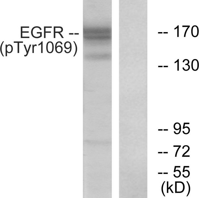 EGFR Antibody - Western blot analysis of lysates from COS7 cells treated with EGF 200ng/ml 30', using EGFR (Phospho-Tyr1069) Antibody. The lane on the right is blocked with the phospho peptide.