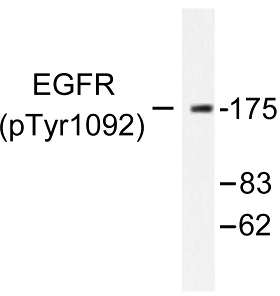 EGFR Antibody - Western blot of p-EGFR (Y1092) pAb in extracts from HUVEC cells treated with EGF.