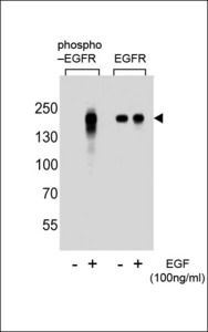 EGFR Antibody - Western blot of extracts from A431 cells, untreated or treated with EGF, using phospho EGFR-Y1172 (left) or ErBB2 antibody (right)