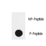 EGFR Antibody - Dot blot of anti-EGFR-pY1172 Phospho-specific antibody on nitrocellulose membrane. 50ng of Phospho-peptide or Non Phospho-peptide per dot were adsorbed. Antibody working concentrations are 0.5ug per ml.