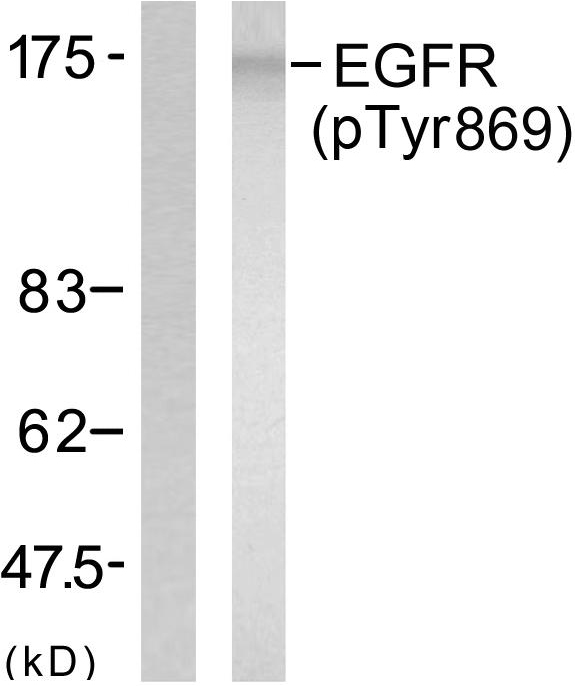 EGFR Antibody - Western blot analysis of lysates from A431 cells treated with EGF 40 muM 10', using EGFR (Phospho-Tyr869) Antibody. The lane on the left is blocked with the phospho peptide.