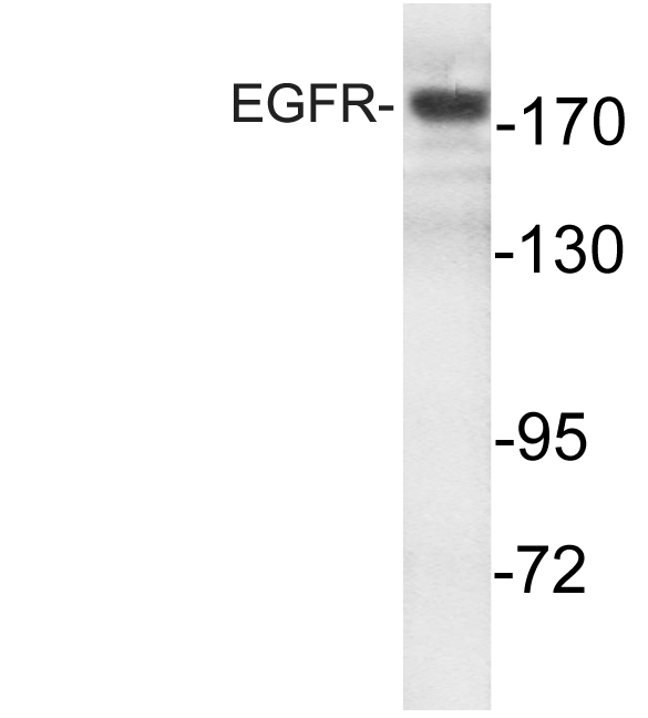 EGFR Antibody - Western blot of EGFR (S1166) pAb in extracts from HT-29 cells.