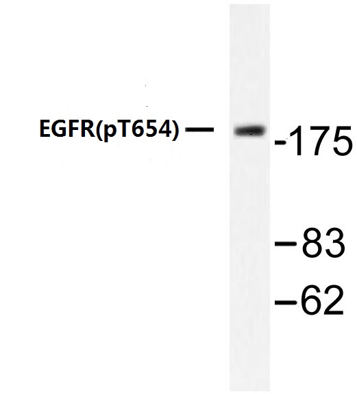 EGFR Antibody - Western blot of p-EGFR (T654) pAb in extracts from HeLa cells treated with EGF.