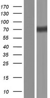 EGFR Protein - Western validation with an anti-DDK antibody * L: Control HEK293 lysate R: Over-expression lysate