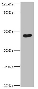 EGLN1 / PHD2 Antibody - Western blot All lanes: Egl nine homolog 1 antibody at 12µg/ml + Rat brain tissue Secondary Goat polyclonal to rabbit IgG at 1/10000 dilution Predicted band size: 47, 44, 37 kDa Observed band size: 47 kDa