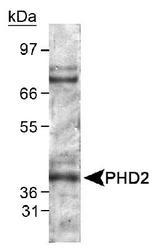 EGLN1 / PHD2 Antibody - HIF Prolyl Hydroxylase 2 Antibody - Detection of PHD2 in mouse kidney lysate using EGLN1 / PHD2 Antibody LS-B488. ECL exposure, 20 seconds.  This image was taken for the unconjugated form of this product. Other forms have not been tested.