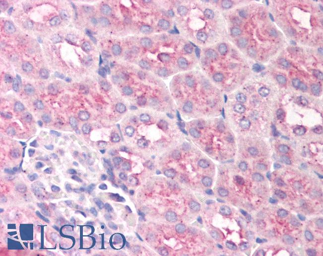 EGLN1 / PHD2 Antibody - Anti-EGLN1 / PHD2 antibody IHC of mouse kidney. Immunohistochemistry of formalin-fixed, paraffin-embedded tissue after heat-induced antigen retrieval. Antibody concentration 5 ug/ml.  This image was taken for the unconjugated form of this product. Other forms have not been tested.