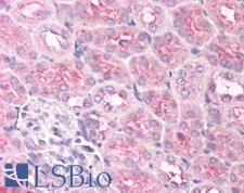 EGLN1 / PHD2 Antibody - Anti-EGLN1 / PHD2 antibody IHC of mouse kidney. Immunohistochemistry of formalin-fixed, paraffin-embedded tissue after heat-induced antigen retrieval. Antibody concentration 5 ug/ml.  This image was taken for the unconjugated form of this product. Other forms have not been tested.