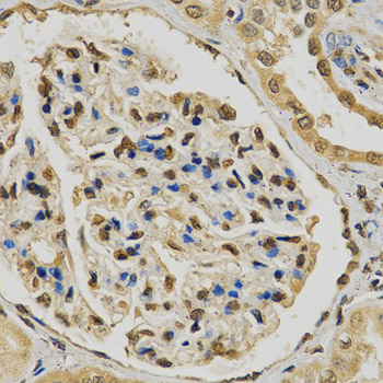 EGLN1 / PHD2 Antibody - Immunohistochemistry of paraffin-embedded human kidney tissue.