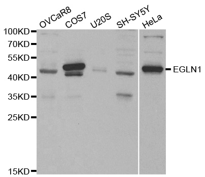 EGLN1 / PHD2 Antibody - Western blot analysis of extracts of various cell lines, using EGLN1 antibody at 1:1000 dilution. The secondary antibody used was an HRP Goat Anti-Rabbit IgG (H+L) at 1:10000 dilution. Lysates were loaded 25ug per lane and 3% nonfat dry milk in TBST was used for blocking.