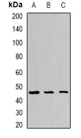 EGLN1 / PHD2 Antibody - Western blot analysis of EGLN1 expression in SHSY5Y (A); HeLa (B); COS7 (C) whole cell lysates.