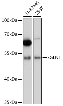 EGLN1 / PHD2 Antibody - Western blot analysis of extracts of various cell lines, using EGLN1 antibody at 1:3000 dilution. The secondary antibody used was an HRP Goat Anti-Rabbit IgG (H+L) at 1:10000 dilution. Lysates were loaded 25ug per lane and 3% nonfat dry milk in TBST was used for blocking. An ECL Kit was used for detection and the exposure time was 30s.