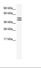 EGLN2 / PHD1 Antibody - Placenta Lysate.  This image was taken for the unconjugated form of this product. Other forms have not been tested.