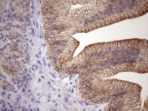 EGLN2 / PHD1 Antibody - Immunohistochemical staining of paraffin-embedded Human pancreas tissue within the normal limits using anti-EGLN2 mouse monoclonal antibody. (Heat-induced epitope retrieval by 1mM EDTA in 10mM Tris buffer. (pH8.5) at 120 oC for 3 min. (1:150)