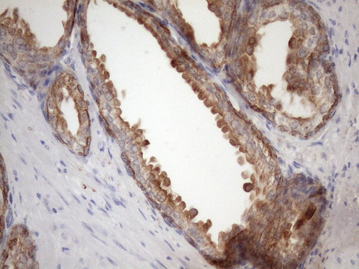 EGLN2 / PHD1 Antibody - Immunohistochemical staining of paraffin-embedded Human prostate tissue within the normal limits using anti-EGLN2 mouse monoclonal antibody. (Heat-induced epitope retrieval by 1mM EDTA in 10mM Tris buffer. (pH8.5) at 120 oC for 3 min. (1:150)