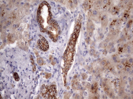 EGLN2 / PHD1 Antibody - Immunohistochemical staining of paraffin-embedded Human liver tissue within the normal limits using anti-EGLN2 mouse monoclonal antibody. (Heat-induced epitope retrieval by 1mM EDTA in 10mM Tris buffer. (pH8.5) at 120 oC for 3 min. (1:150)
