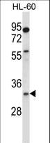 EGLN3 / PHD3 Antibody - EGLN3 Antibody western blot of HL-60 cell line lysates (35 ug/lane). The EGLN3 antibody detected the EGLN3 protein (arrow).