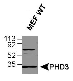 EGLN3 / PHD3 Antibody - Western Blot analysis of human PHD3. Samples: HeLa whole cell lysates and MEFs.  This image was taken for the unconjugated form of this product. Other forms have not been tested.