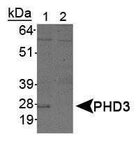 EGLN3 / PHD3 Antibody - HIF Prolyl Hydroxylase 3 Antibody (EG188e/d5) - Western blot of HIF Prolyl Hydroxylase 3 in Lane 1: Cobalt chloride treated COS-7 nuclear extracts and Lane 2: Untreated COS-7 nuclear extracts.  This image was taken for the unconjugated form of this product. Other forms have not been tested.