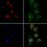 EGLN3 / PHD3 Antibody - Staining HeLa cells by IF/ICC. The samples were fixed with PFA and permeabilized in 0.1% Triton X-100, then blocked in 10% serum for 45 min at 25°C. Samples were then incubated with primary Ab(1:200) and mouse anti-beta tubulin Ab(1:200) for 1 hour at 37°C. An AlexaFluor594 conjugated goat anti-rabbit IgG(H+L) Ab(1:200 Red) and an AlexaFluor488 conjugated goat anti-mouse IgG(H+L) Ab(1:600 Green) were used as the secondary antibod