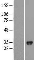 EGLN3 / PHD3 Protein - Western validation with an anti-DDK antibody * L: Control HEK293 lysate R: Over-expression lysate