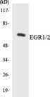 EGR1 + EGR2 Antibody - Western blot analysis of the lysates from RAW264.7cells using EGR1/2 antibody.