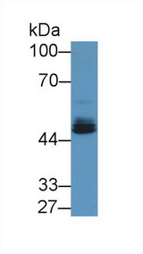 EGR2 Antibody - Western Blot; Sample:  Human U87MG cell lysate;  Primary Ab: 1µg/ml Rabbit Anti-Human EGR2 Antibody Second Ab: 0.2µg/mL HRP-Linked Caprine Anti-Rabbit IgG Polyclonal Antibody (Catalog: SAA544Rb19