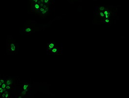 EGR2 Antibody - Anti-EGR2 mouse monoclonal antibody immunofluorescent staining of COS7 cells transiently transfected by pCMV6-ENTRY EGR2.