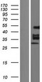 EGR2 Protein - Western validation with an anti-DDK antibody * L: Control HEK293 lysate R: Over-expression lysate