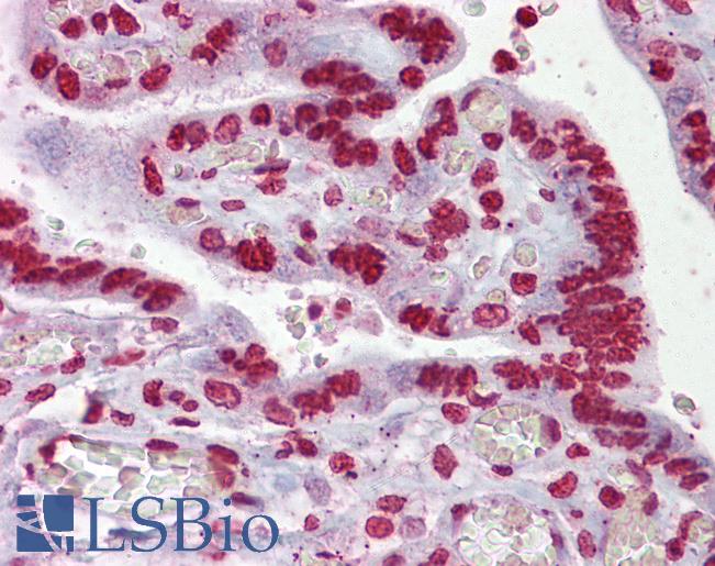 EGR3 Antibody - Anti-EGR3 antibody IHC of human placenta. Immunohistochemistry of formalin-fixed, paraffin-embedded tissue after heat-induced antigen retrieval. Antibody concentration 5 ug/ml.  This image was taken for the unconjugated form of this product. Other forms have not been tested.